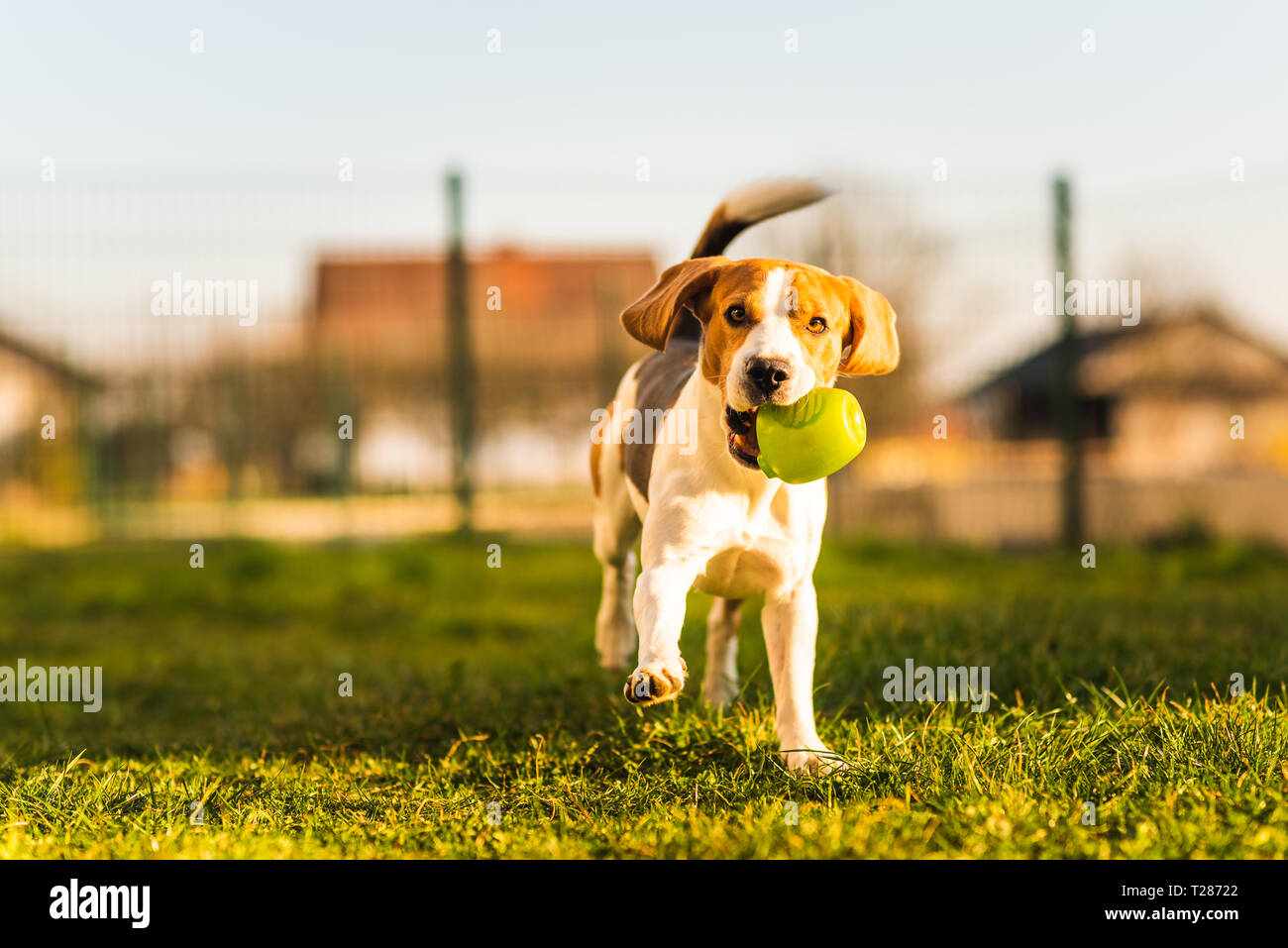 Fur ball hotsell dog camera