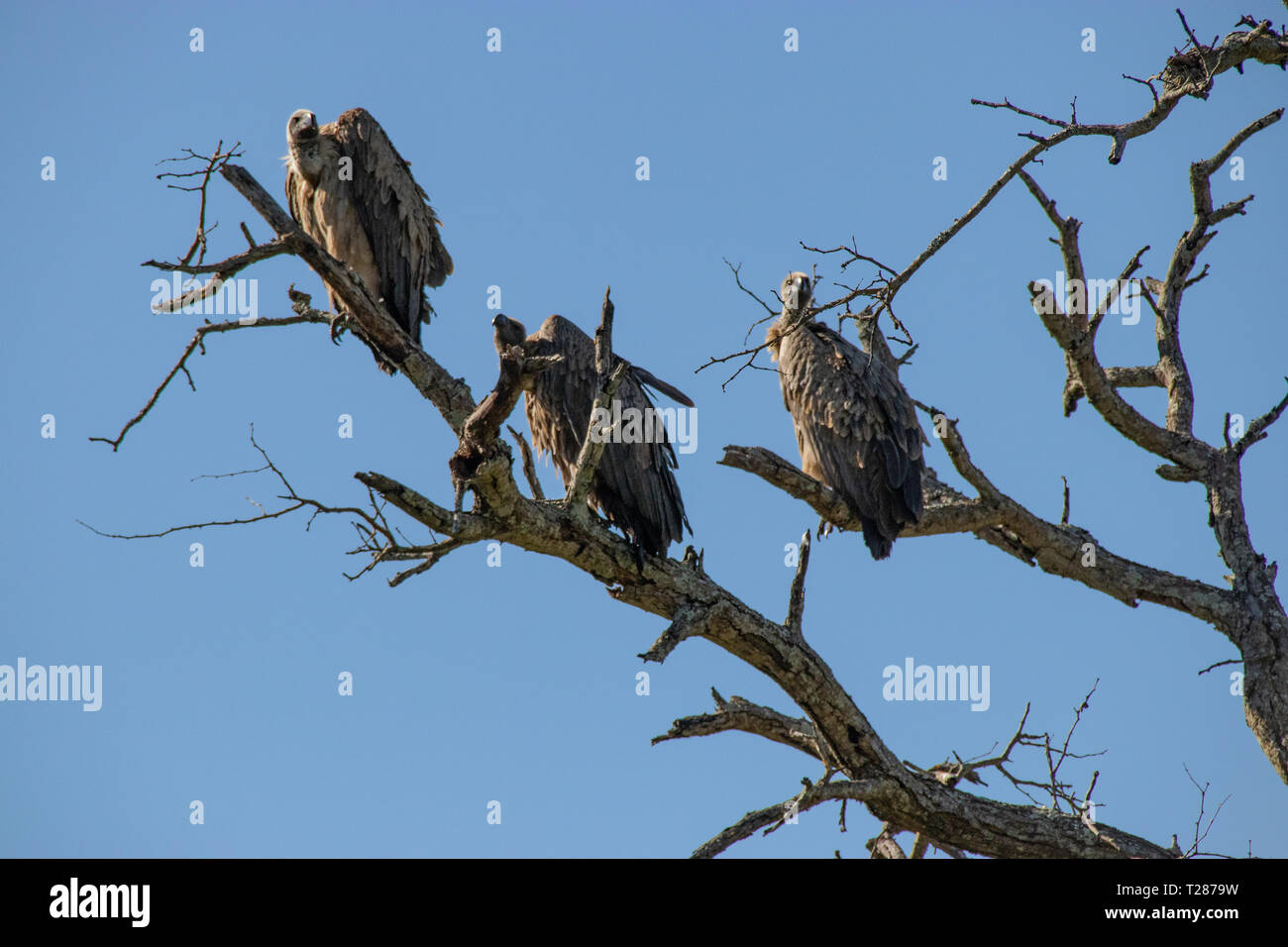 Vulture flock hires stock photography and images Alamy