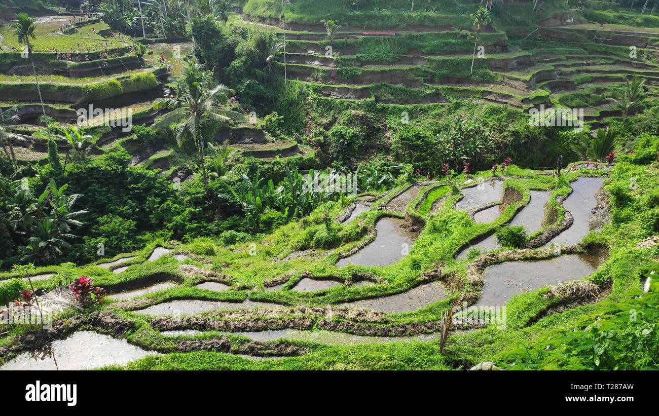 Tegalalang rice terraces in Ubud, Bali. Tegalalang Rice Terrace is one ...