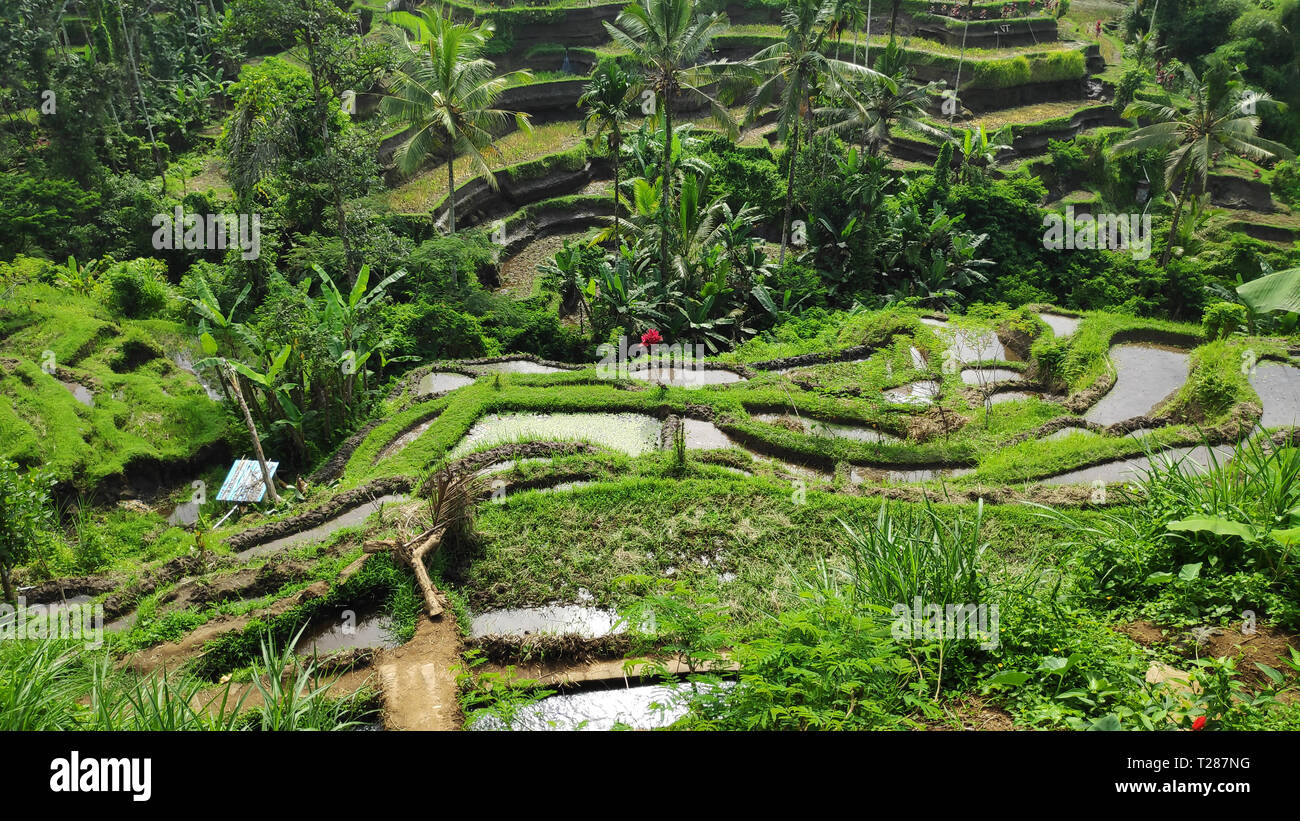 Tegalalang rice terraces in Ubud, Bali. Tegalalang Rice Terrace is one ...