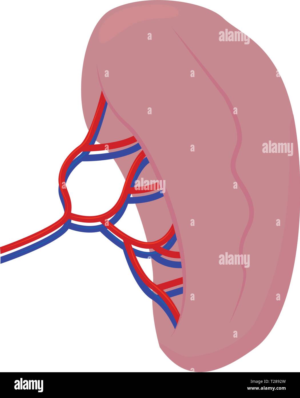 Abstract human kidney Stock Vector Image & Art - Alamy
