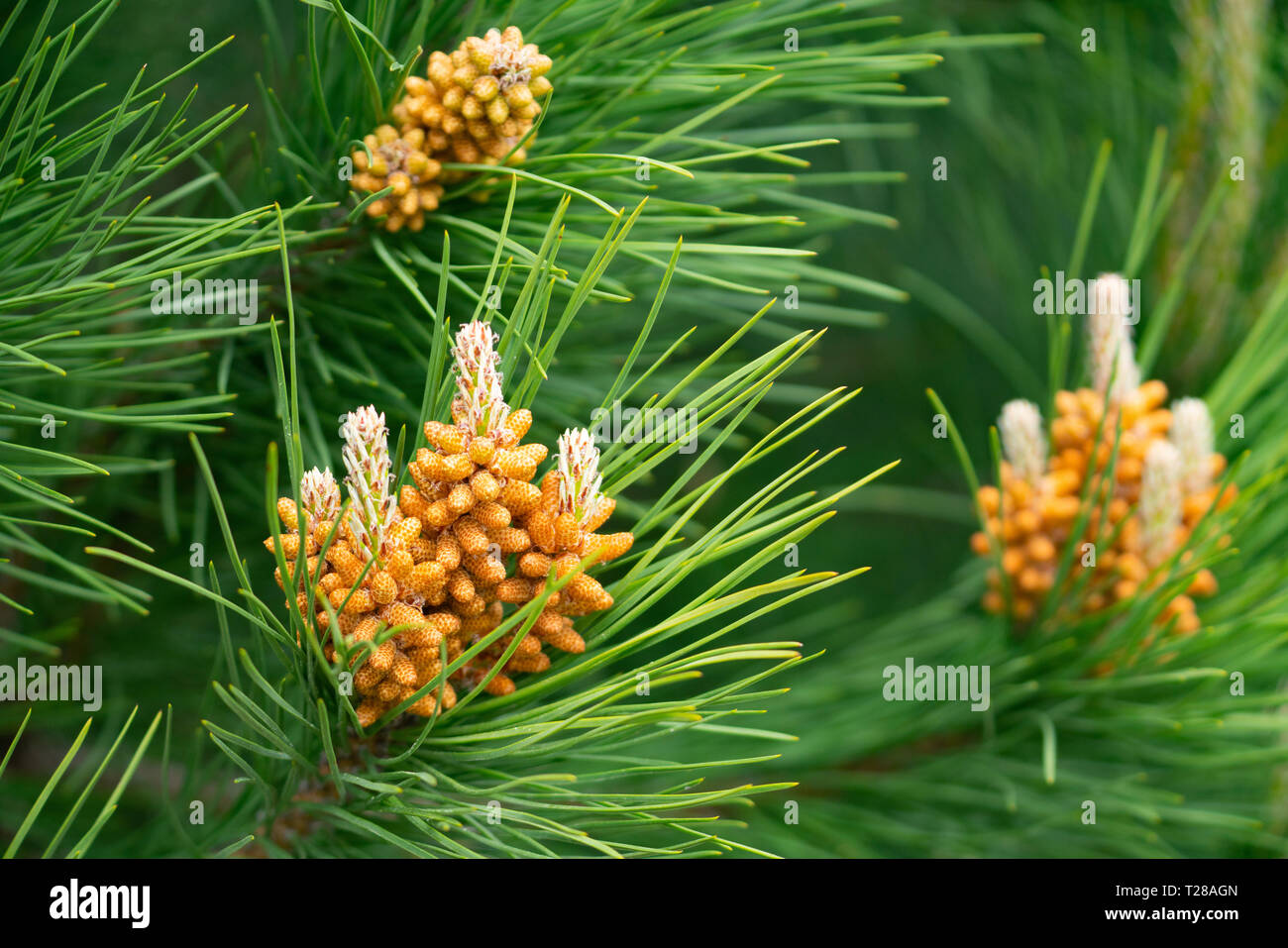 Wilding pines hires stock photography and images Alamy