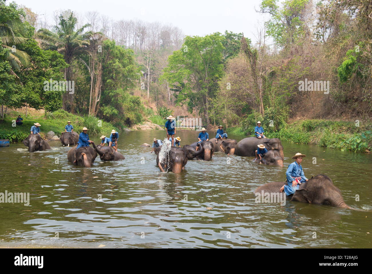 Lampang, Thailand - March 30, 2019: Elephant show at Thai Elephant Conservation Center in Lampang Province, Thailand. Stock Photo