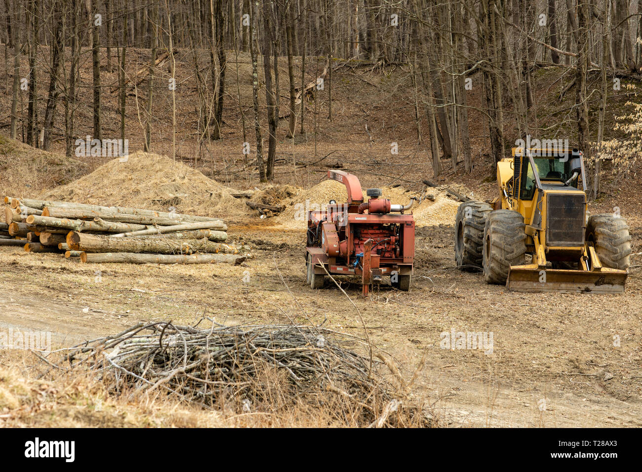 Logging operations Stock Photo