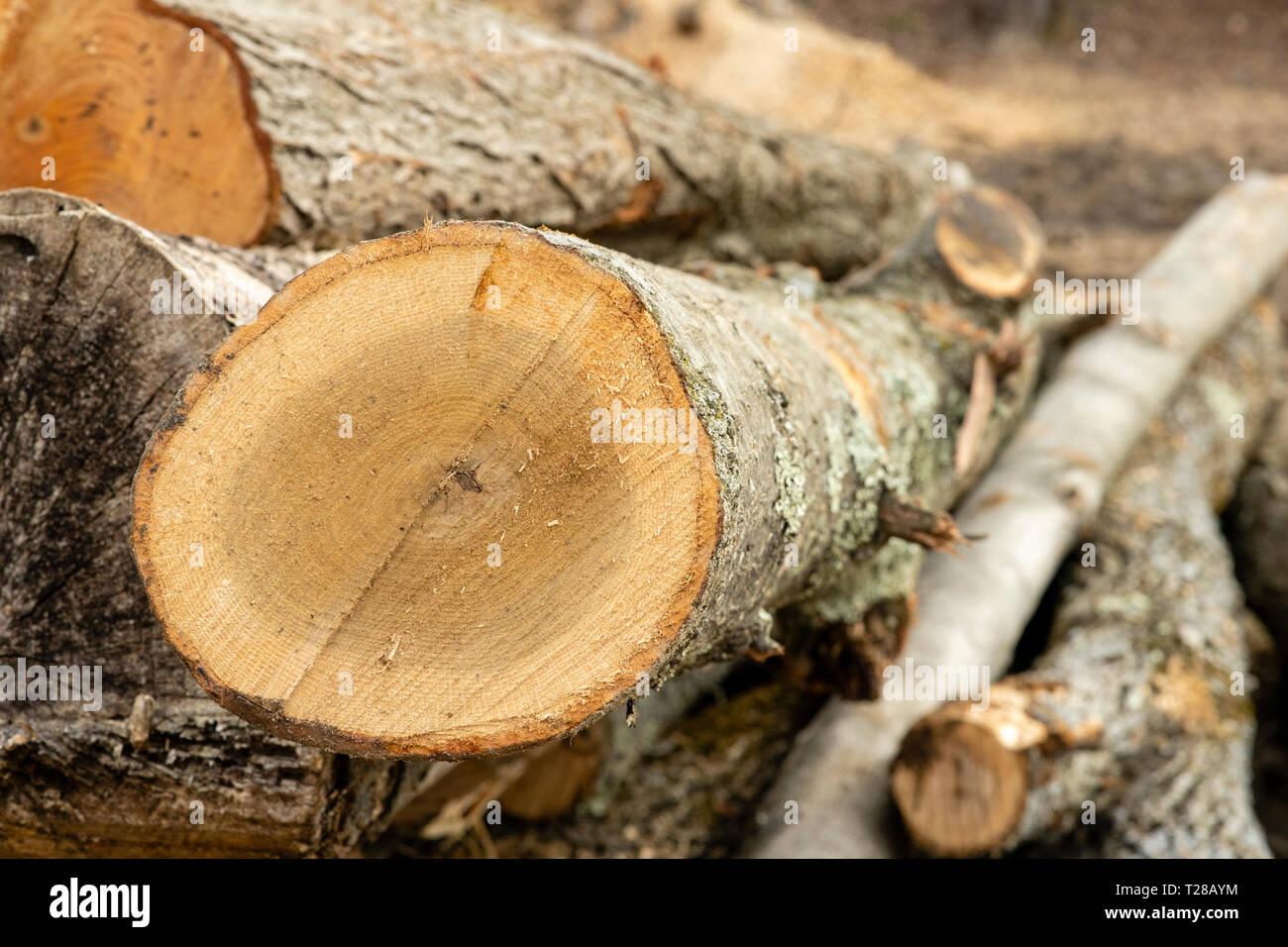 Logging operations Stock Photo