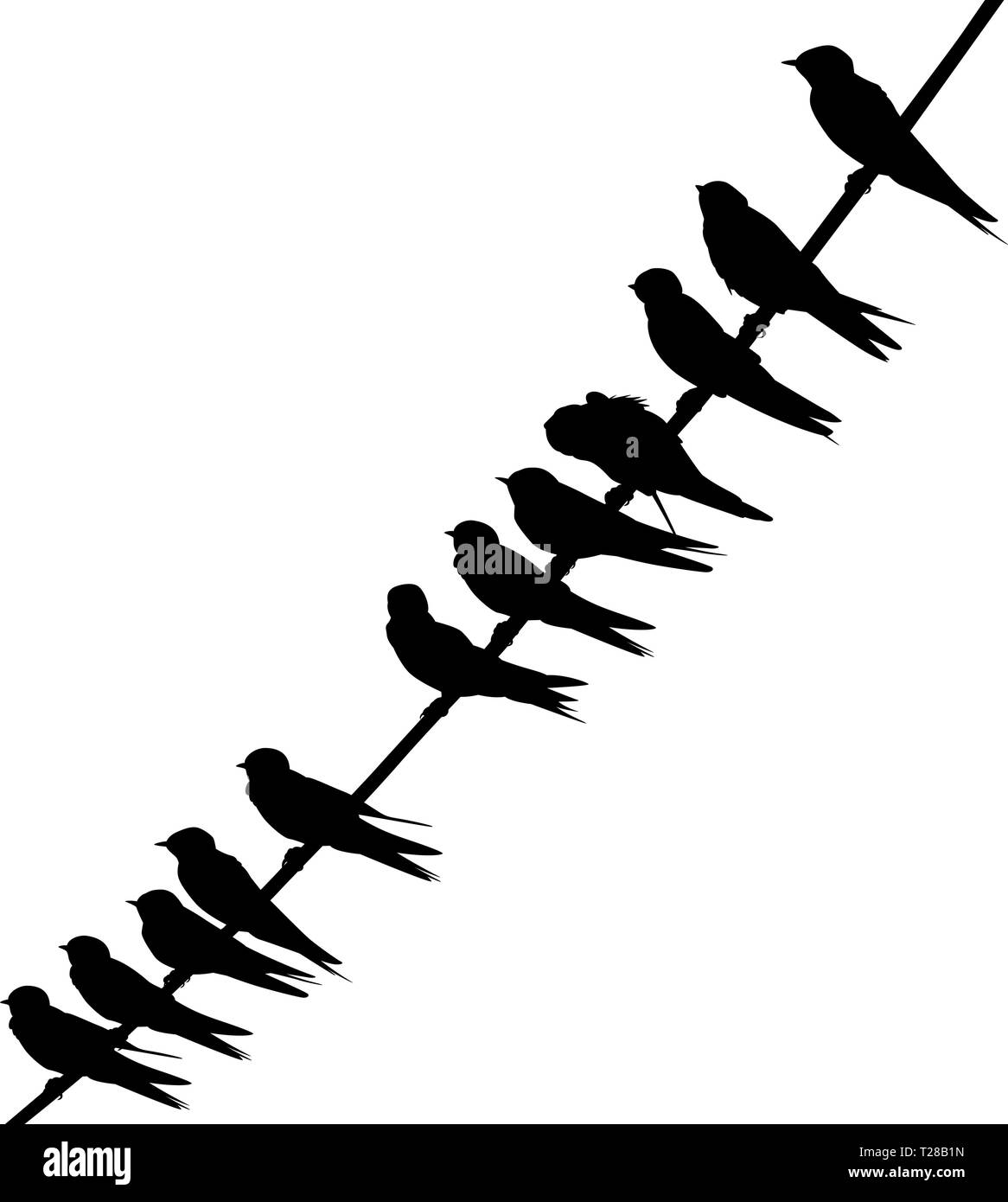 Editable vector silhouette of swallows perched on a wire with birds as separate objects Stock Vector