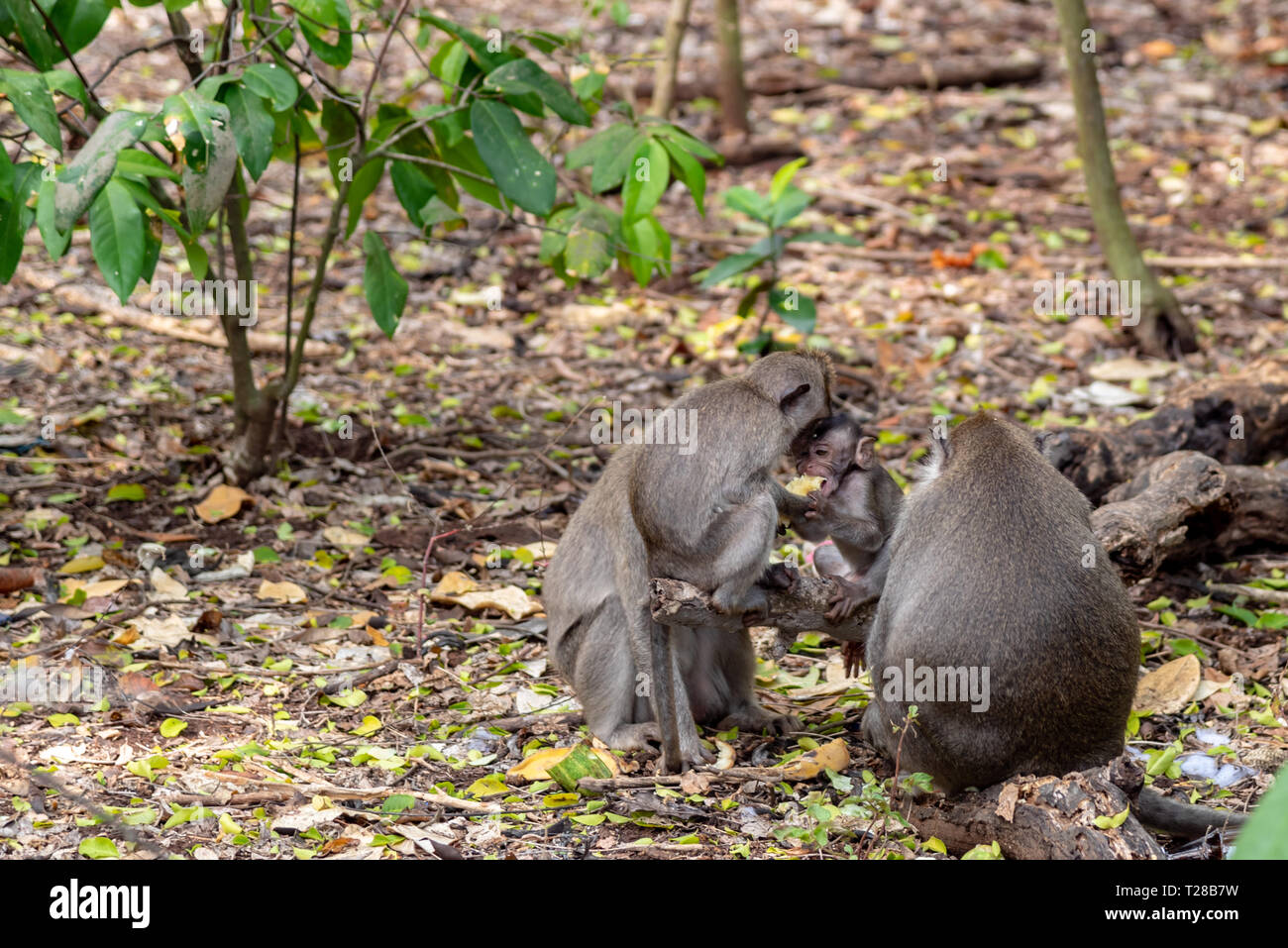 Young monkeys hi-res stock photography and images - Alamy