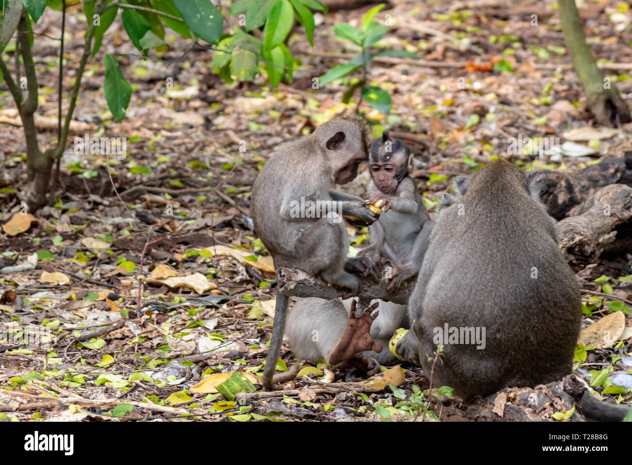 Young monkeys hi-res stock photography and images - Alamy
