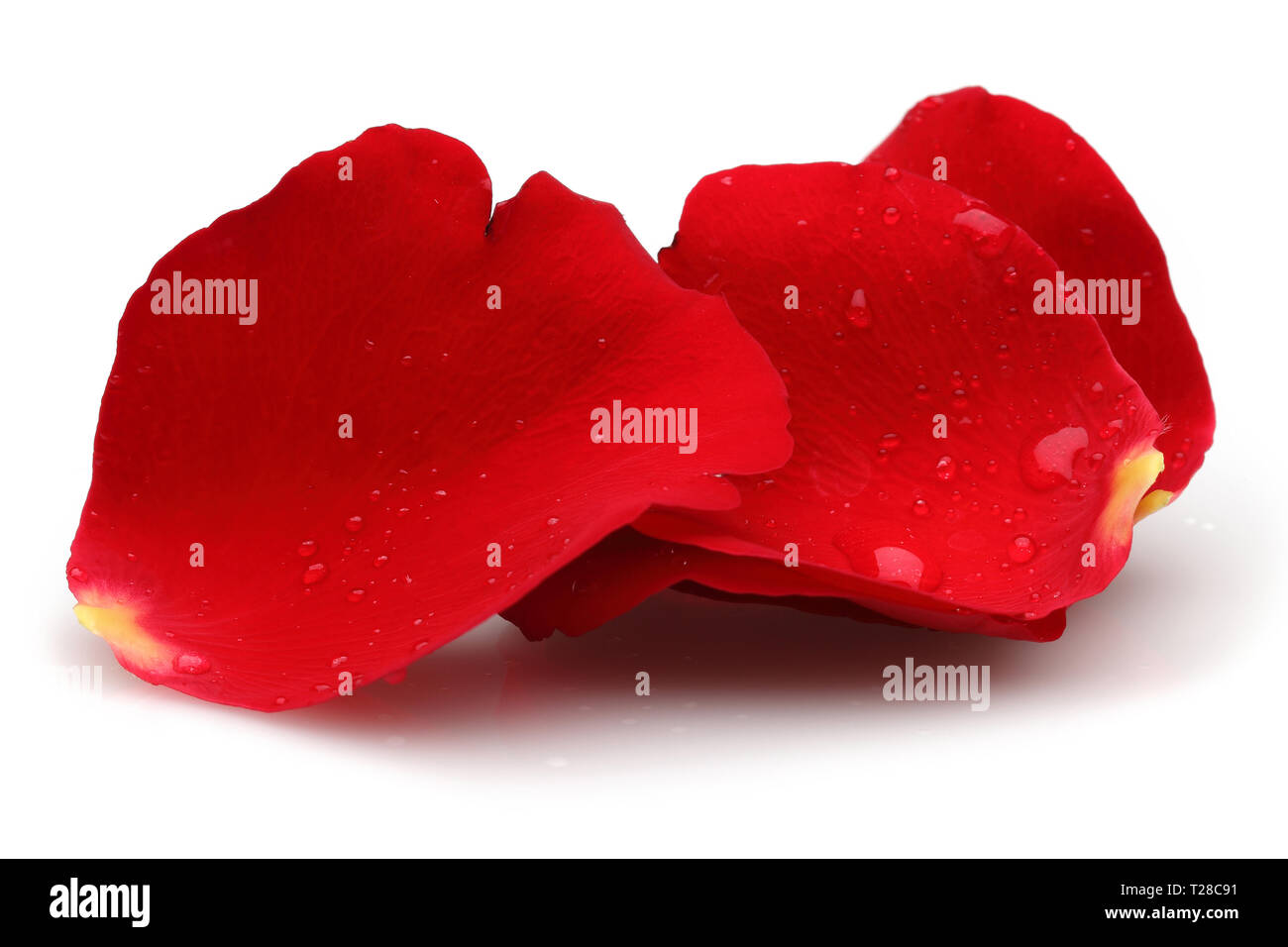 Water drops and rose petals isolated on white background Stock Photo ...