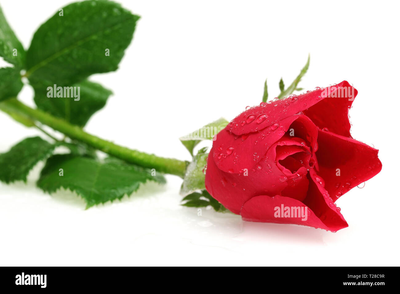 Single red rose isolated on white background Stock Photo - Alamy