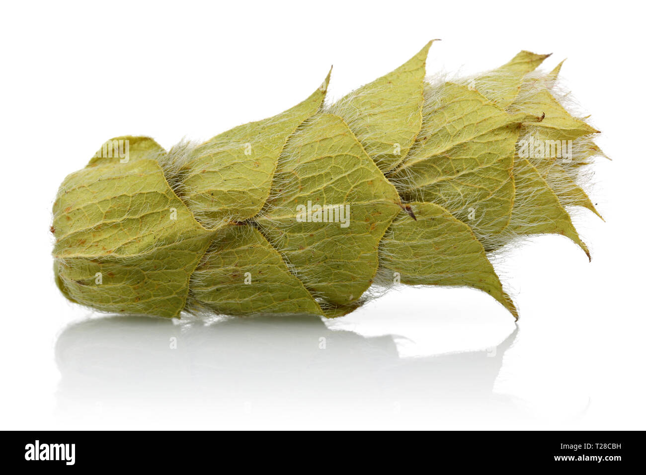 Dried sage flowers isolated on white background Stock Photo Alamy