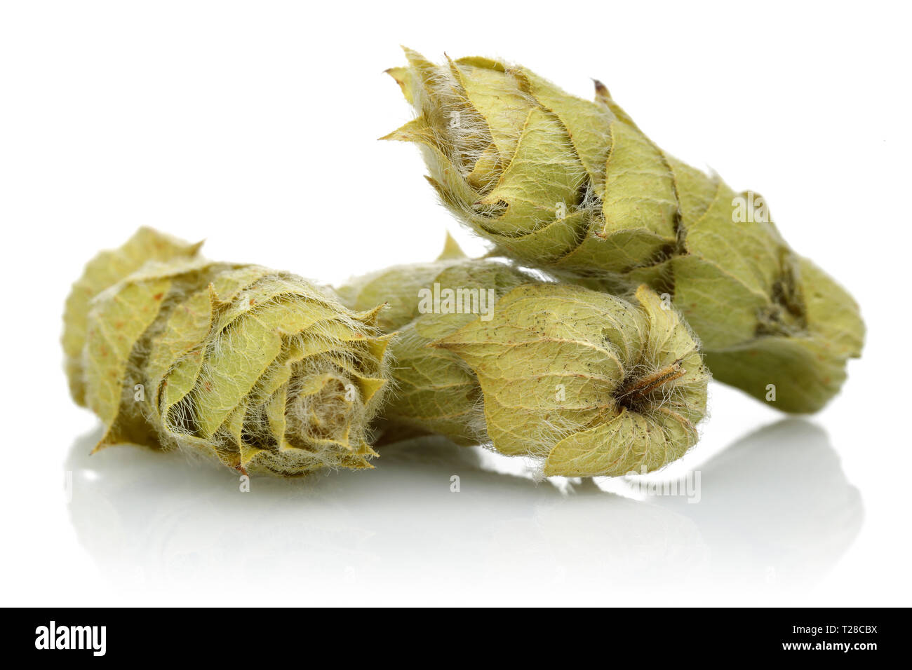 Dried sage flowers isolated on white background Stock Photo Alamy