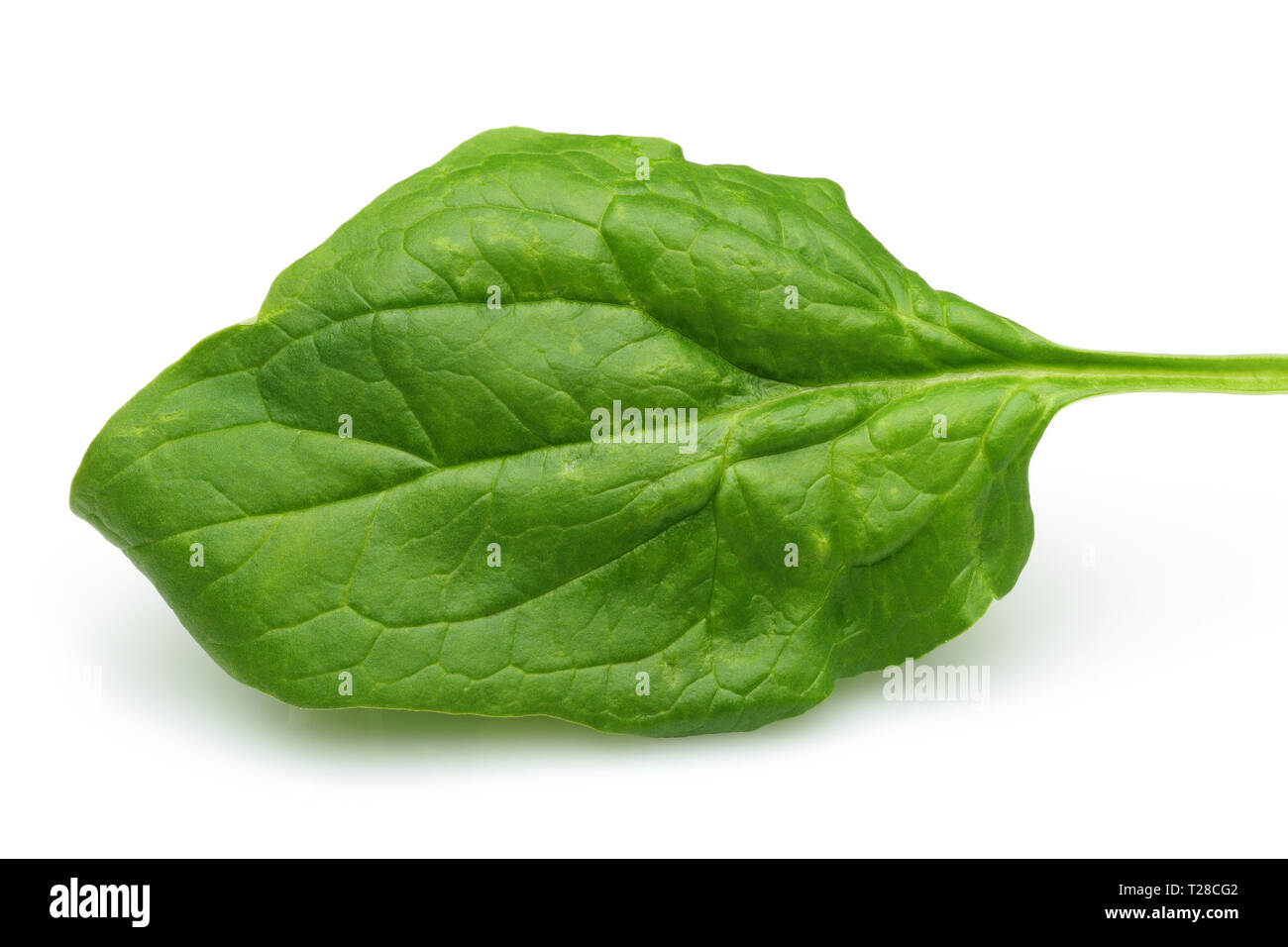 Single fresh spinach leaf isolated on white background Stock Photo - Alamy