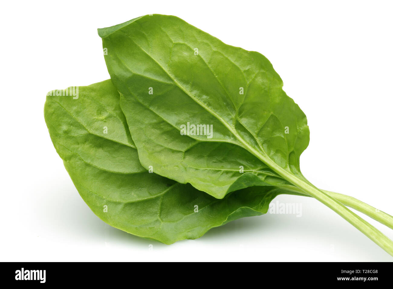 Bunch of fresh spinach isolated on white background Stock Photo - Alamy