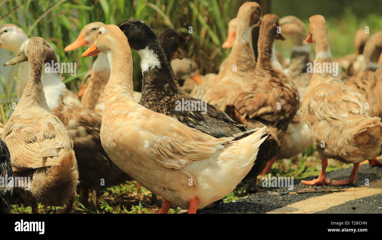Brace of ducks hires stock photography and images Alamy