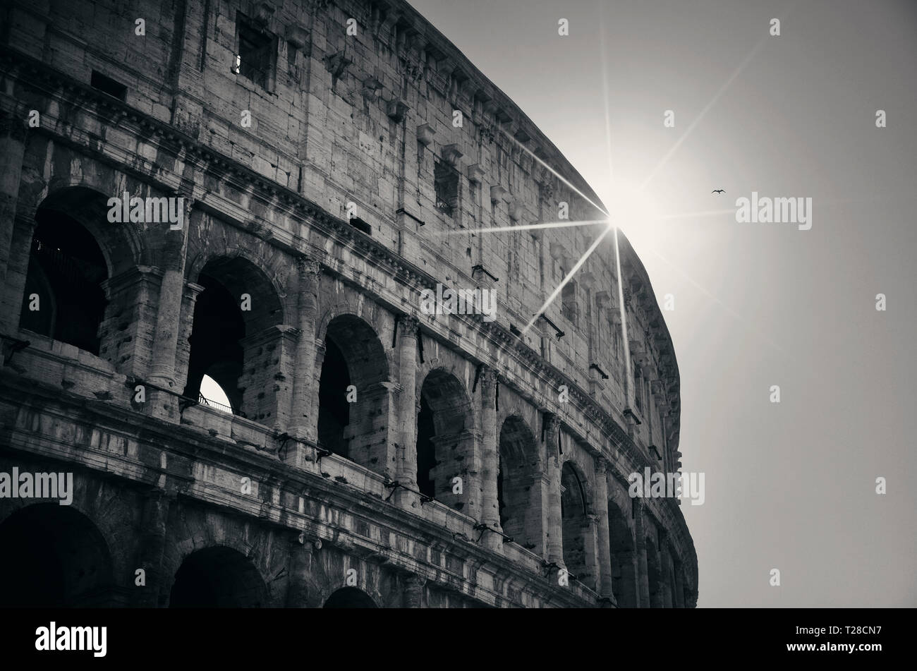 Colosseum in Rome at sunrise in black and white Stock Photo - Alamy
