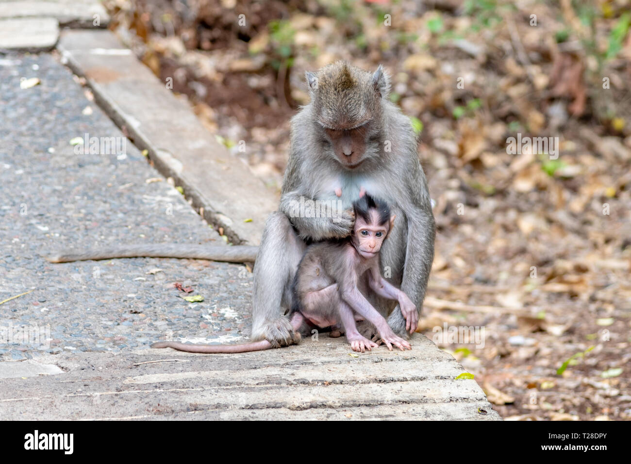 Wild monkey in the jungle. Primate Macaco Prego - Sapajus gender