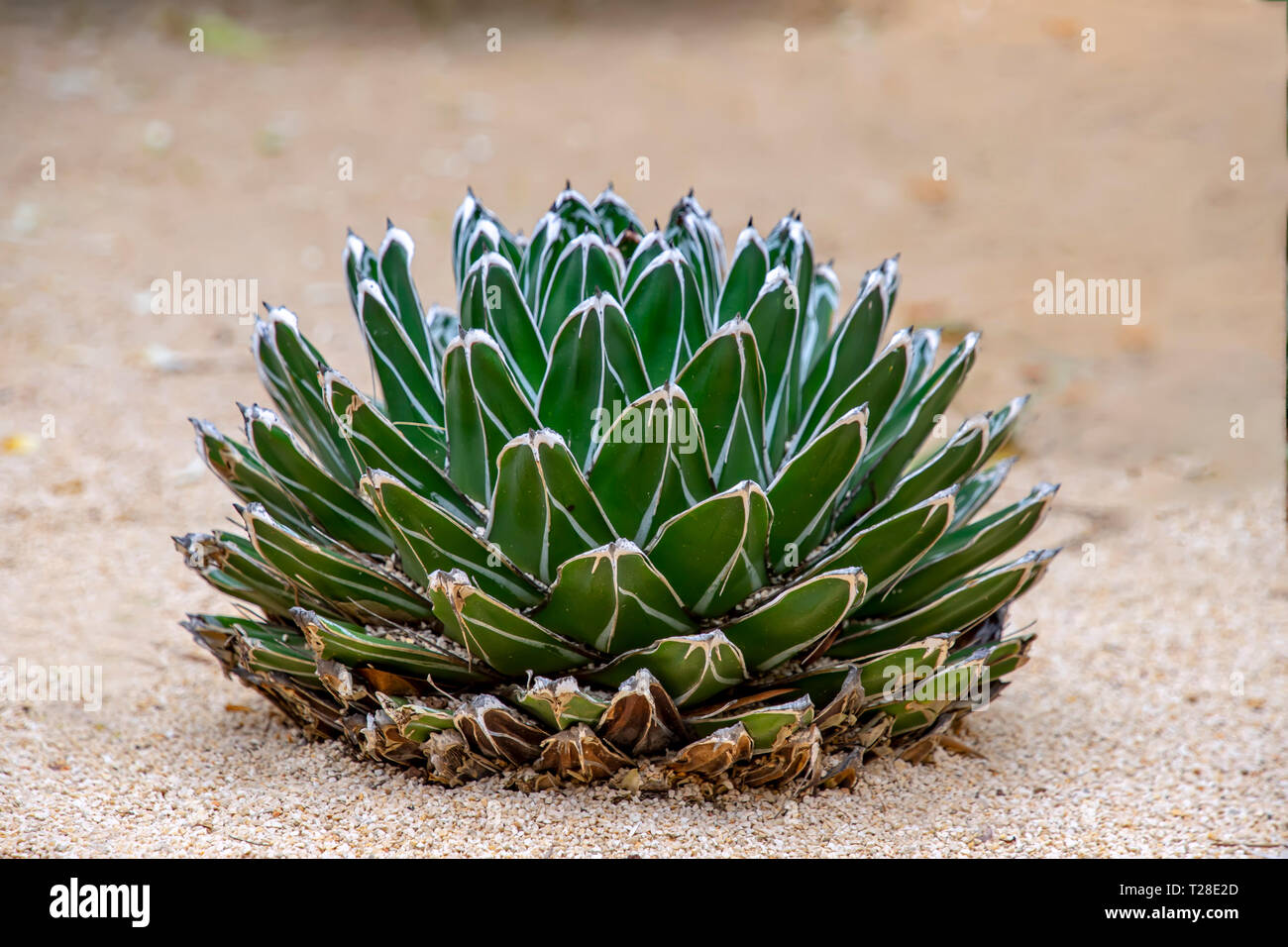 Sukulent agave victoriae growing in white sand close up Stock Photo