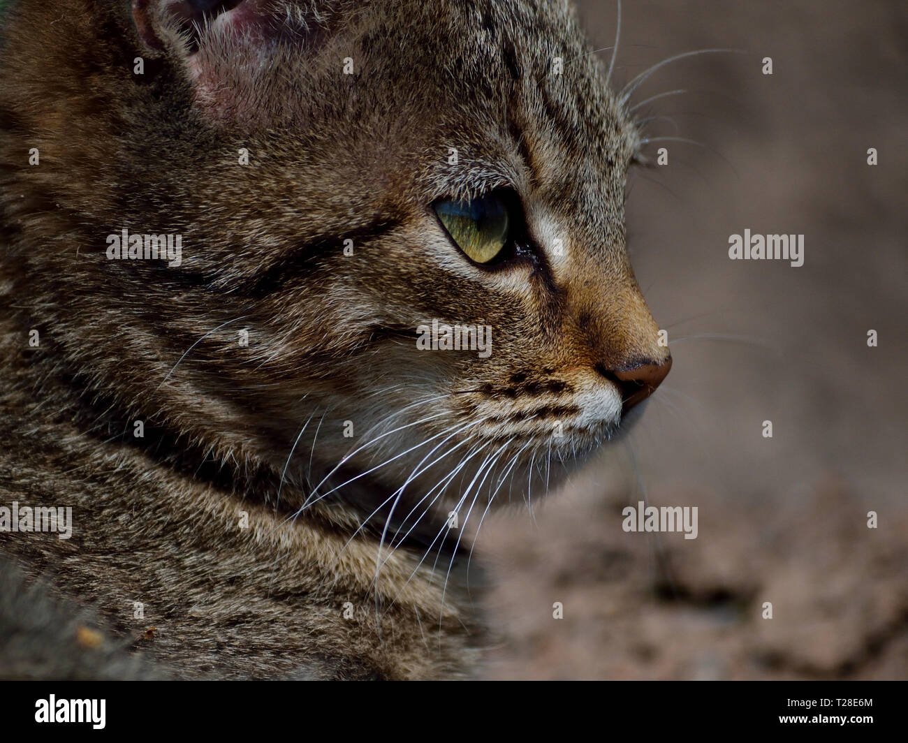 Close up of kitten face, Felis catus Stock Photo