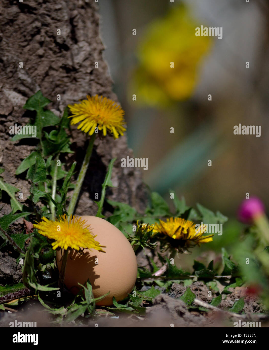 One egg in the garden Stock Photo