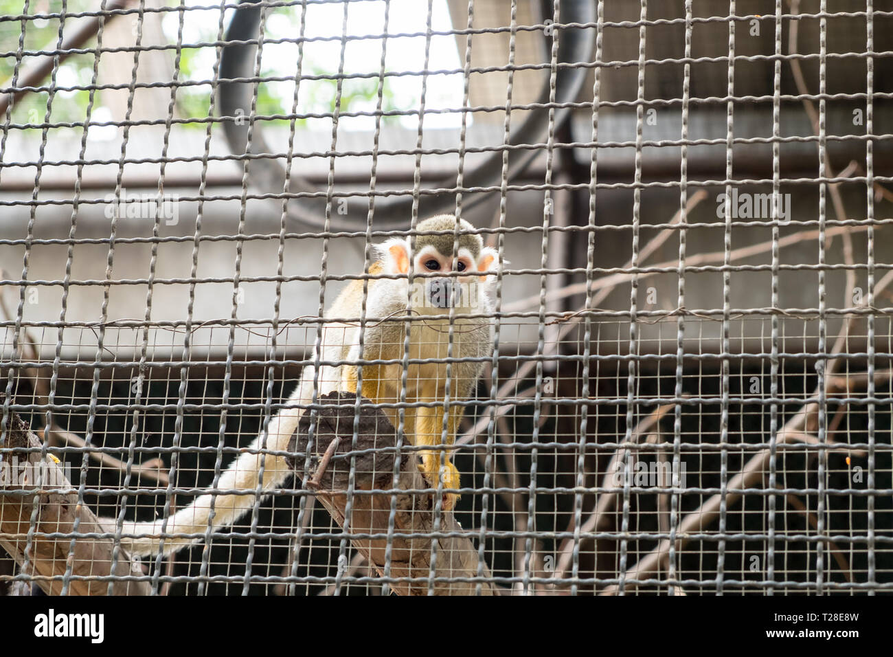 Squirrel Monkey hold timber in cage Stock Photo