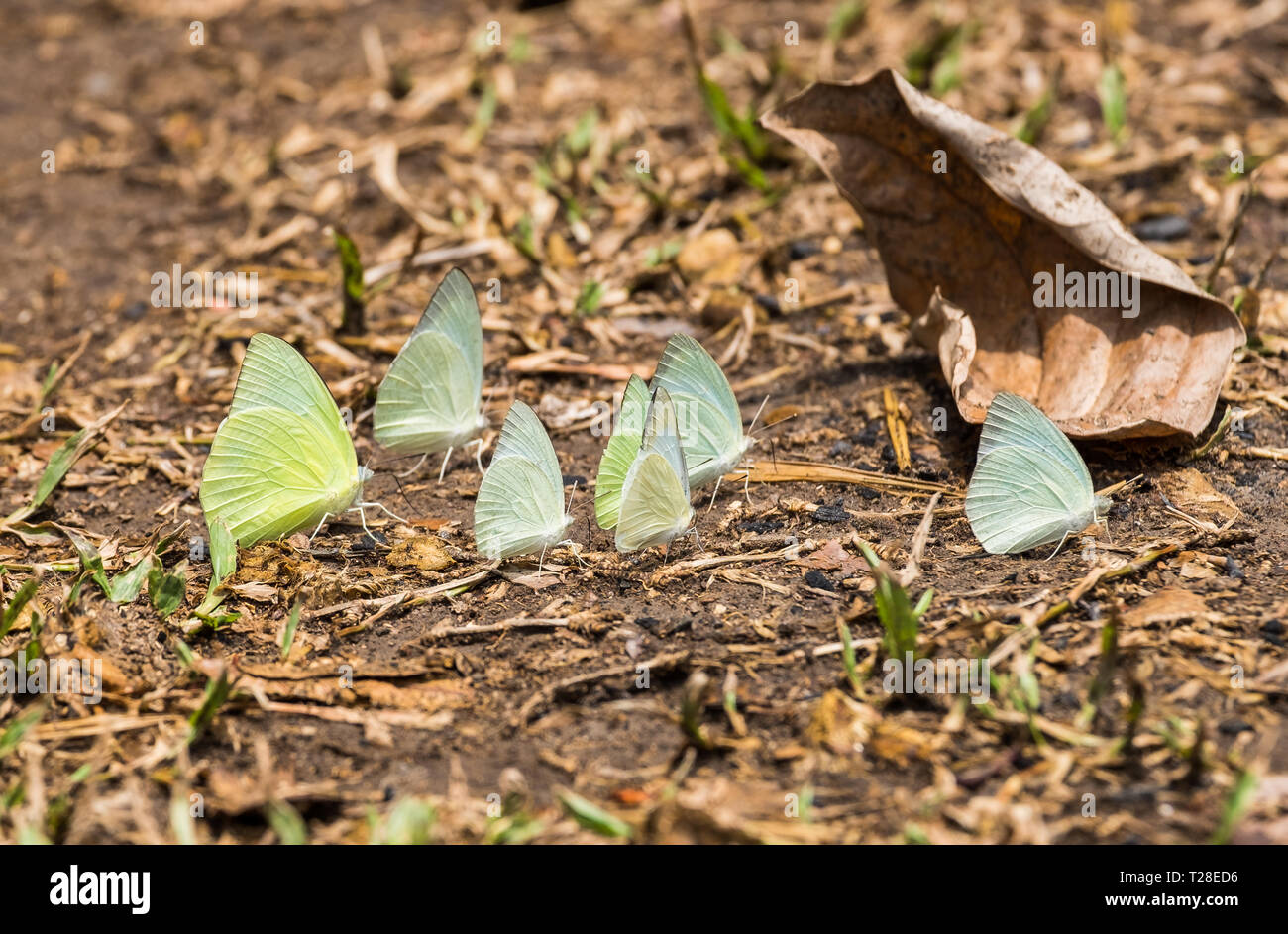 Butterfly group white green yellow on leaves dry Stock Photo