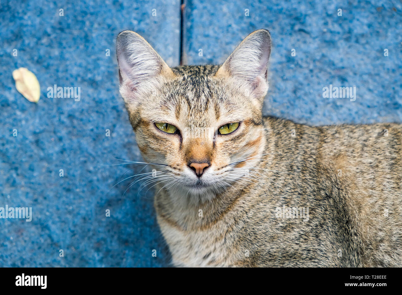 Cat eyes yellow looking stare disingenuous hypocrisy on blue background Stock Photo