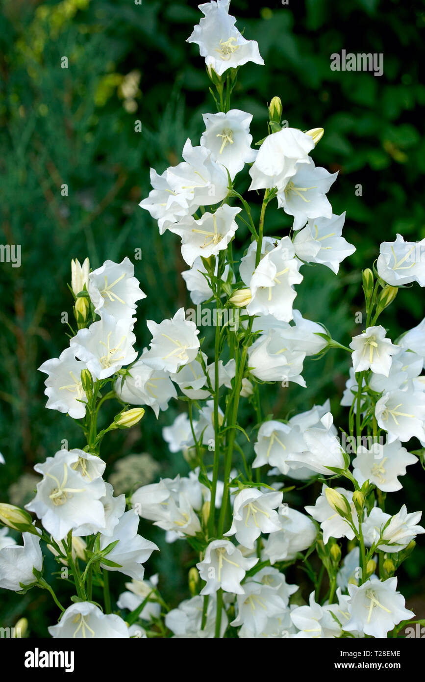 White bell flowers (Campanula persicifolia) as background. Colorful campanula bell flowers in flowerbed. Bell flowers or Campanula growing in garden o Stock Photo