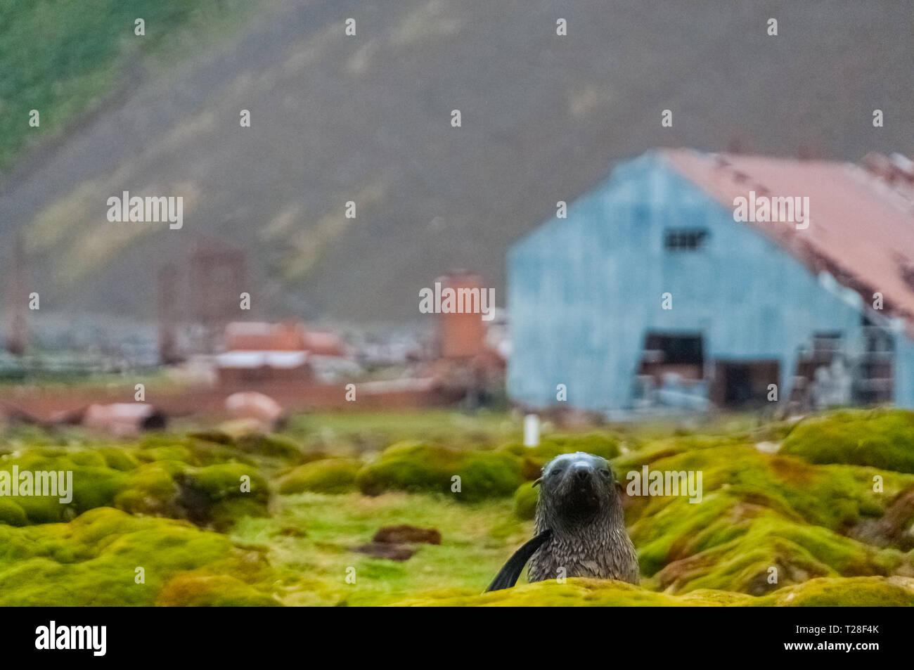 Stromness Whaling Station on South Stock Photo Alamy
