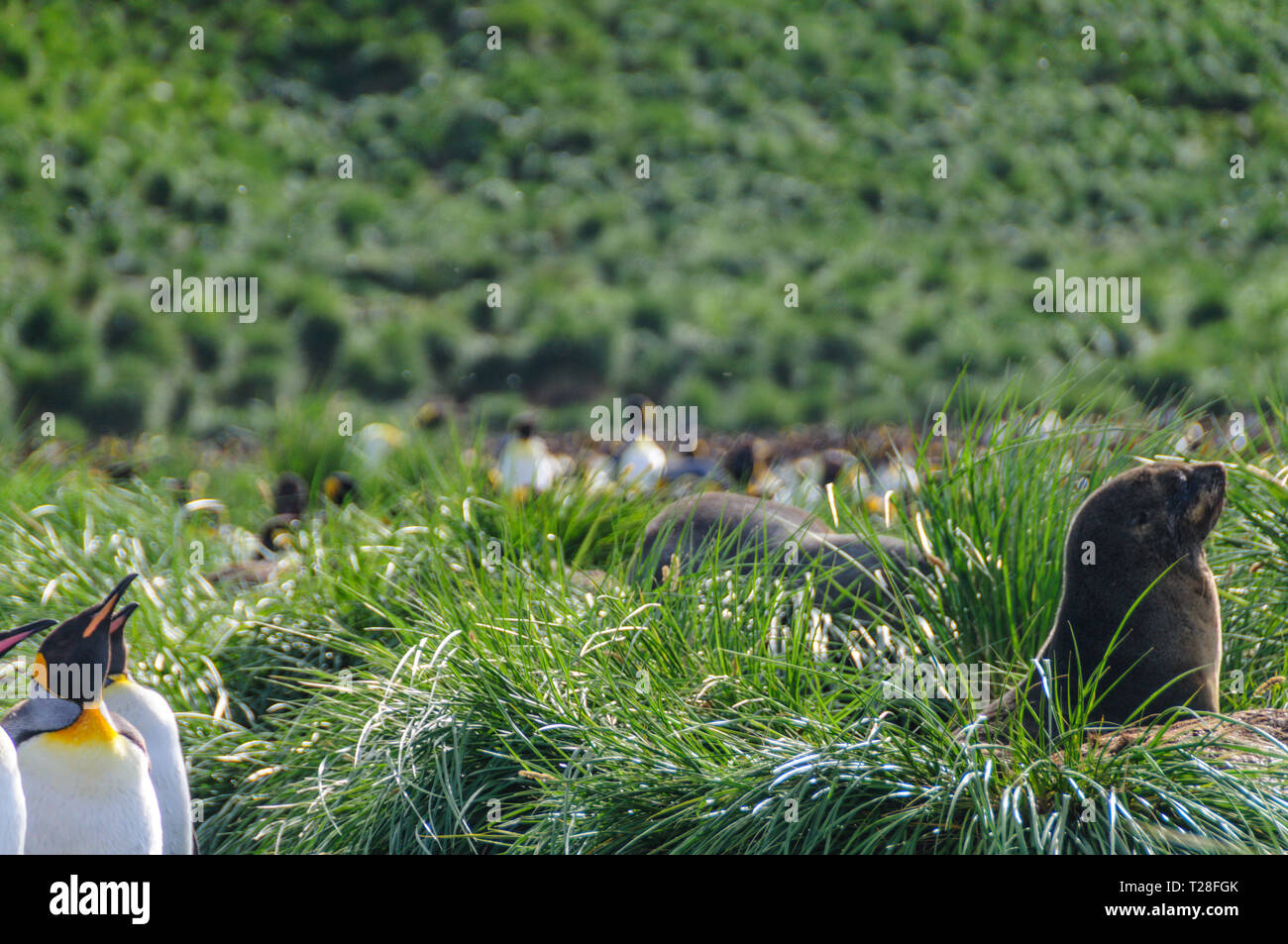 King Penguin and Seal Stock Photo Alamy