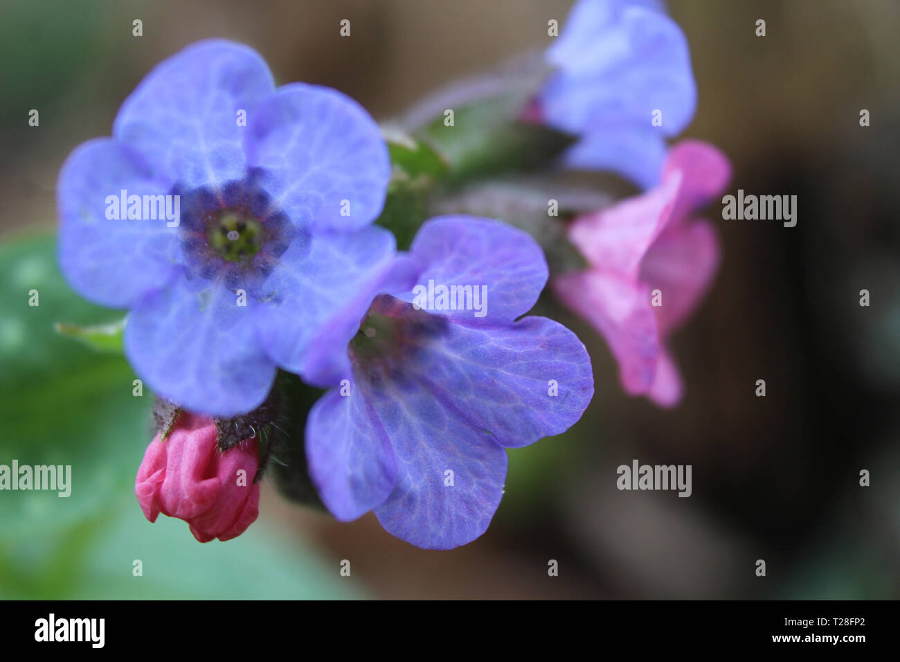 The pretty bright blue flowers of Pulmonaria officinalis outdoors in spring. Also known as Lungwort, or Our Lady's Milk drops. With Copy Space. Stock Photo