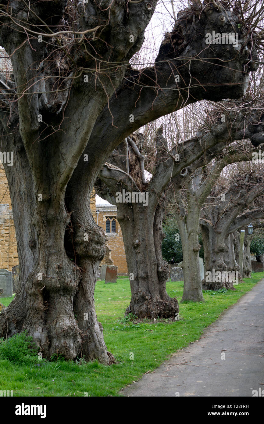 Old Lime trees in St Mary's churchyard, Ilmington, Warwickshire, England, UK Stock Photo