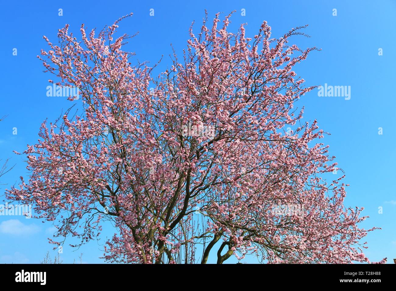 Beautiful blooming plum tree in spring full of pink blossoms Stock Photo