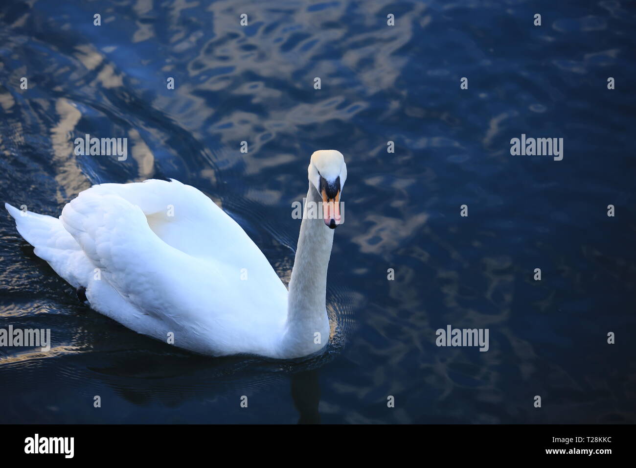 white swan on the lake in hallstatt Stock Photo Alamy