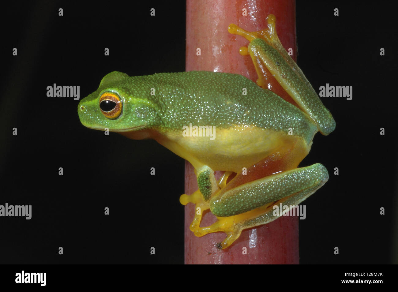 Dainty Green Treefrog (Litoria gracilenta) in the rainforest Stock Photo