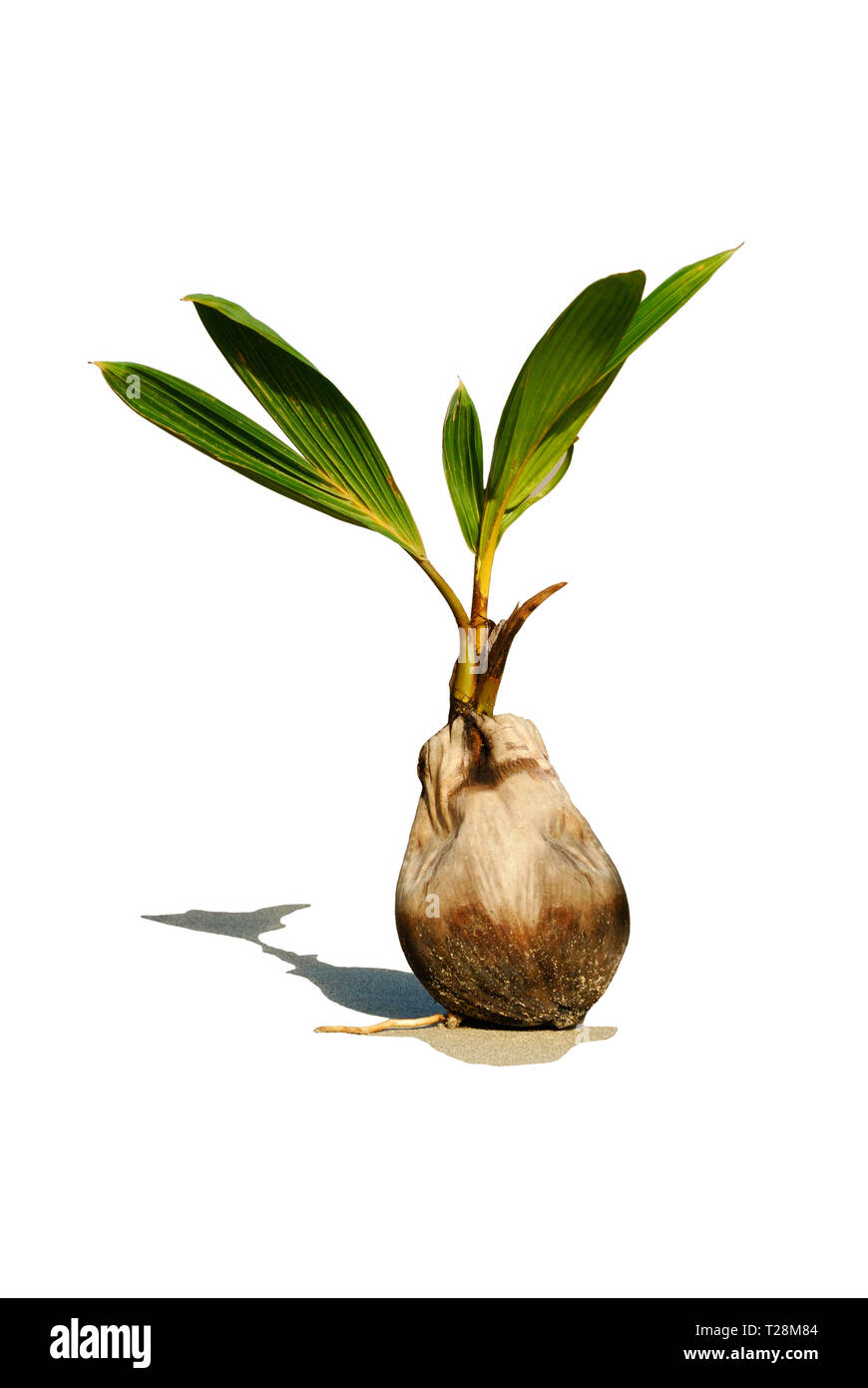 Cut-out of a Coconut (Cocos nucifera) germinating on a beach Stock Photo