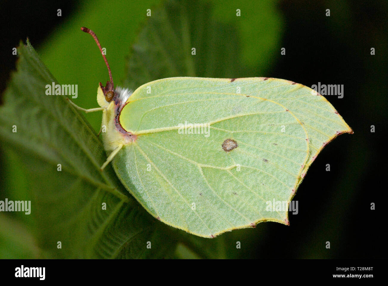 Female Brimstone Butterfly (Gonepteryx rhamni) Stock Photo