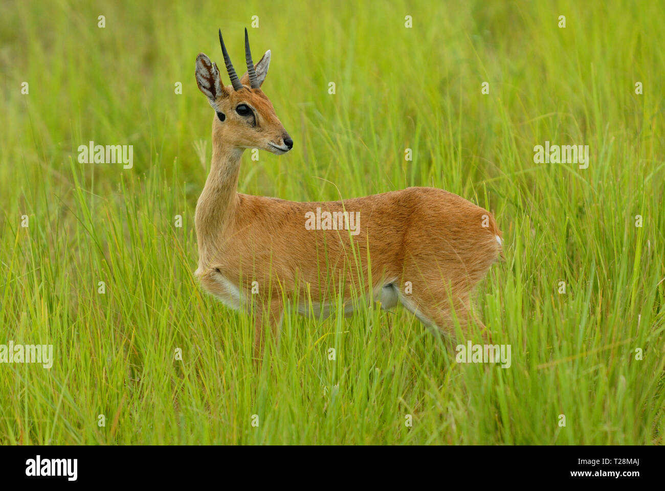 Male Oribi (Ourebia ourebi) in Murchison Falls National Park Stock Photo