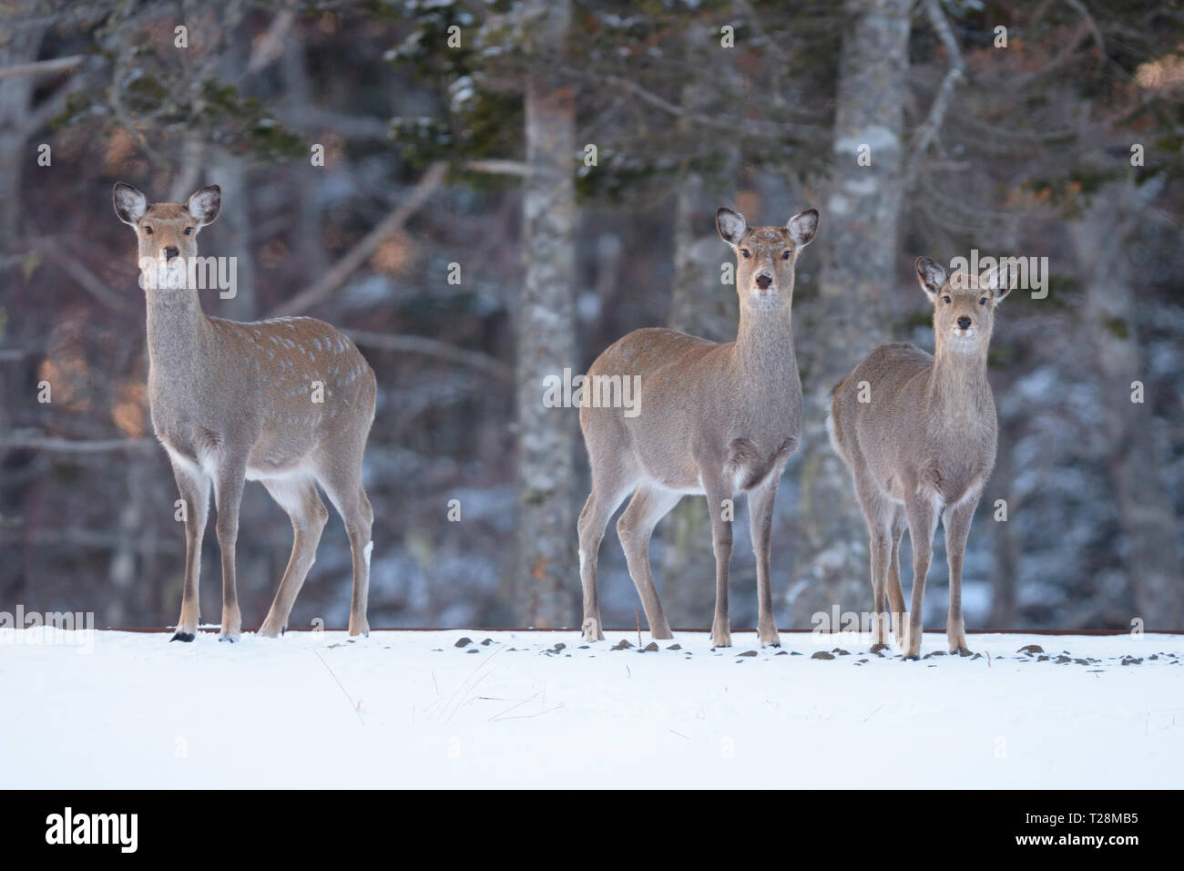 Sika Deer (Cervus nippon) on Hokkaido Island Stock Photo