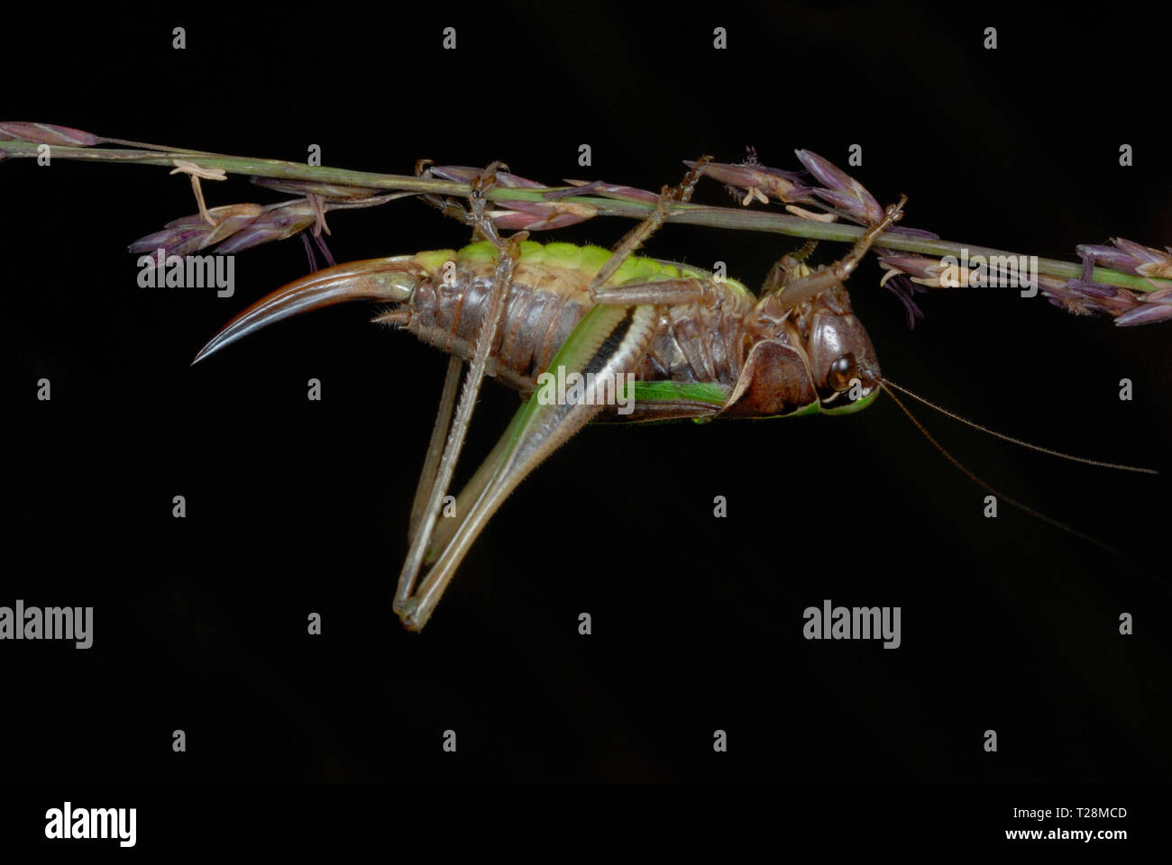 Female Bog Bush Cricket (Metrioptera brachyptera) showing ovipositor Stock Photo