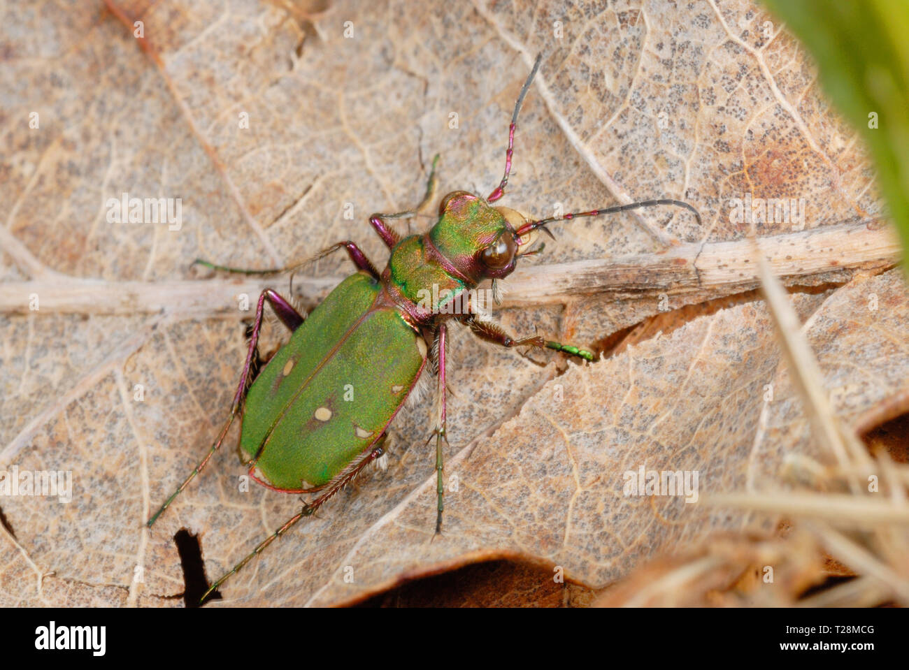 Green Tiger Beetle (Cicindela campestris) Stock Photo
