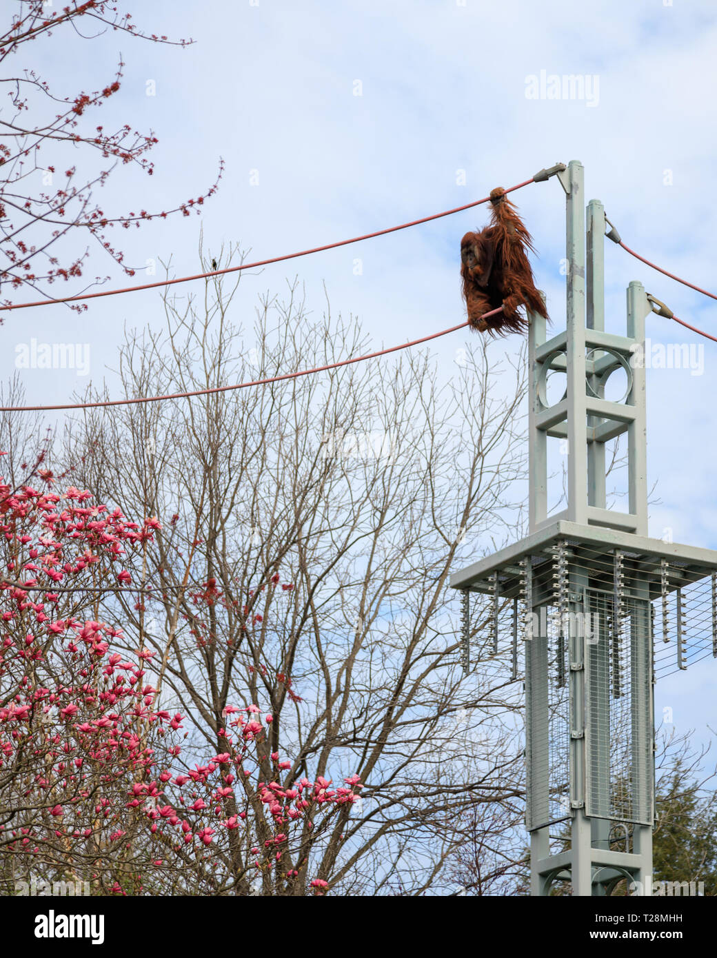 An orangutan swinging from the high line over Smithsonian National Zoo in Washington, DC Stock Photo
