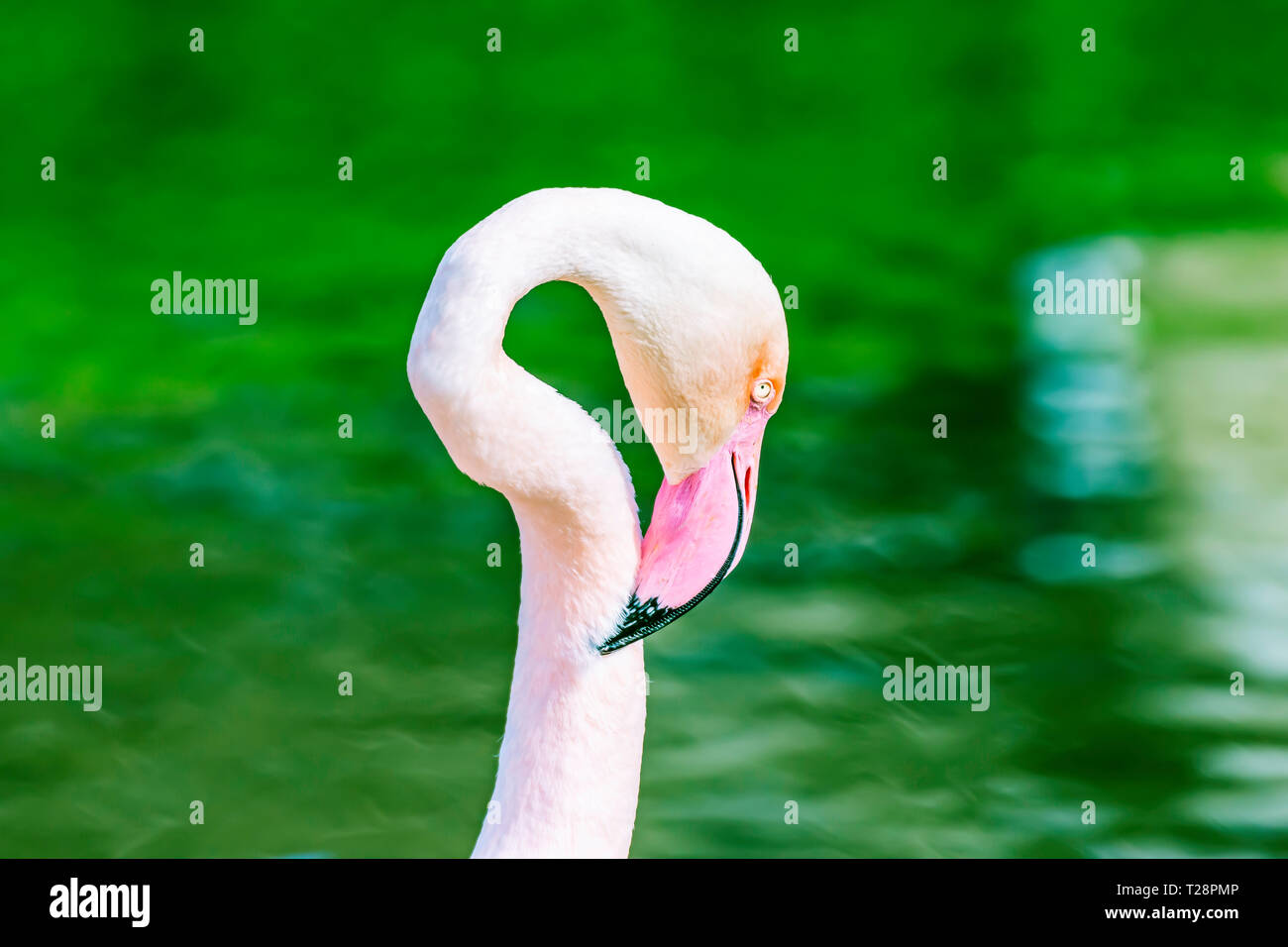 Flamingo head and neck bended to shape inverted question mark.Blurred water in background and copy space.Wildlife photography.Majestic colourful bird. Stock Photo