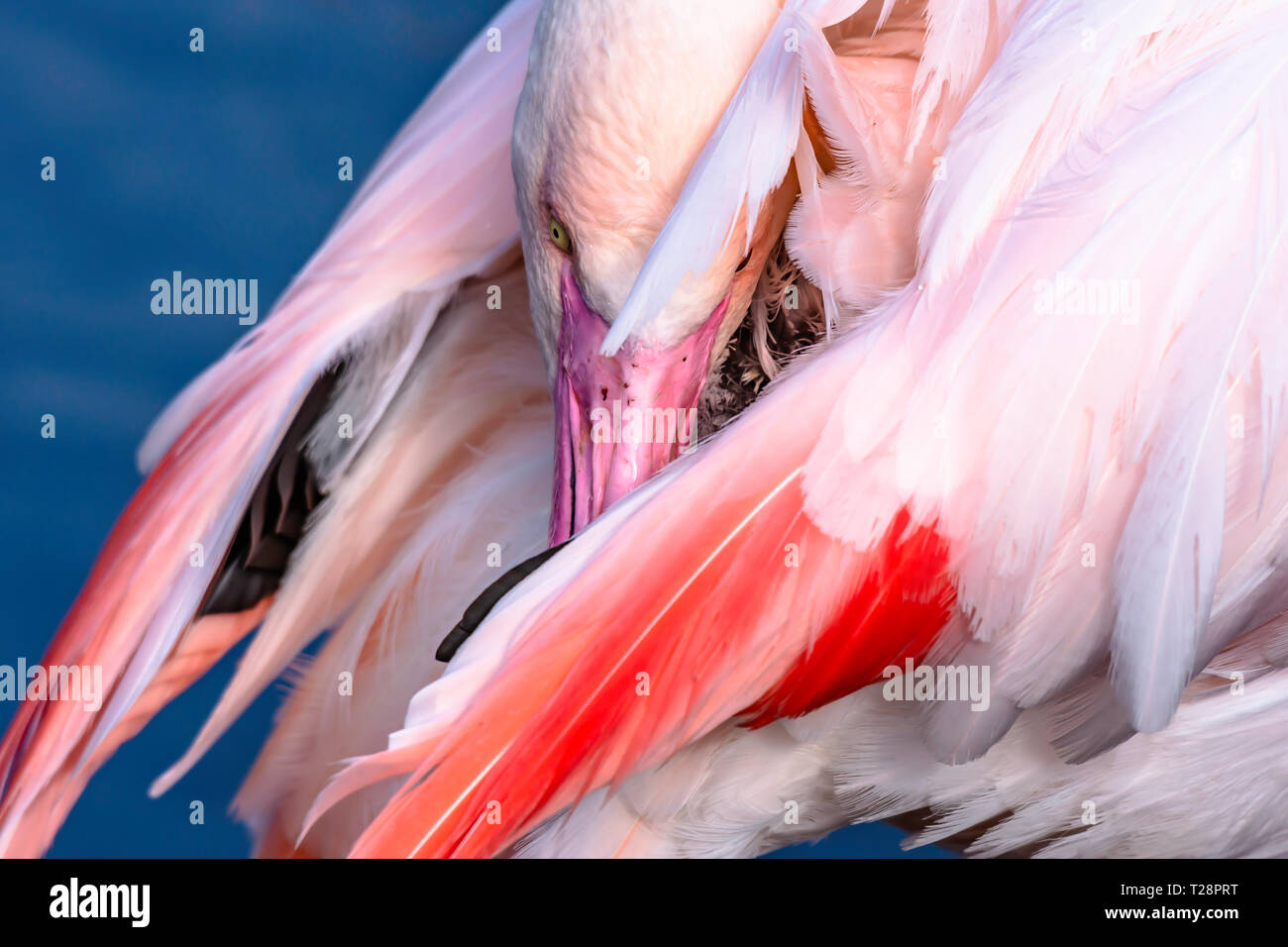 Close up portrait of lesser flamingo cleaning its feathers.Large and colourful African bird.Wildlife photography.Beauty in nature.Blurred blue water. Stock Photo