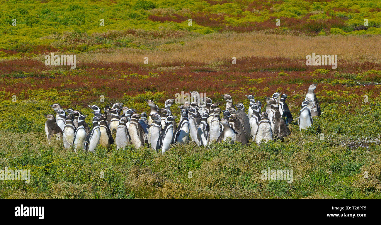 Magellanic penguins (Spheniscus magellanicus), colony at grassland, Carcass Island, Falkland Islands, United Kingdom Stock Photo