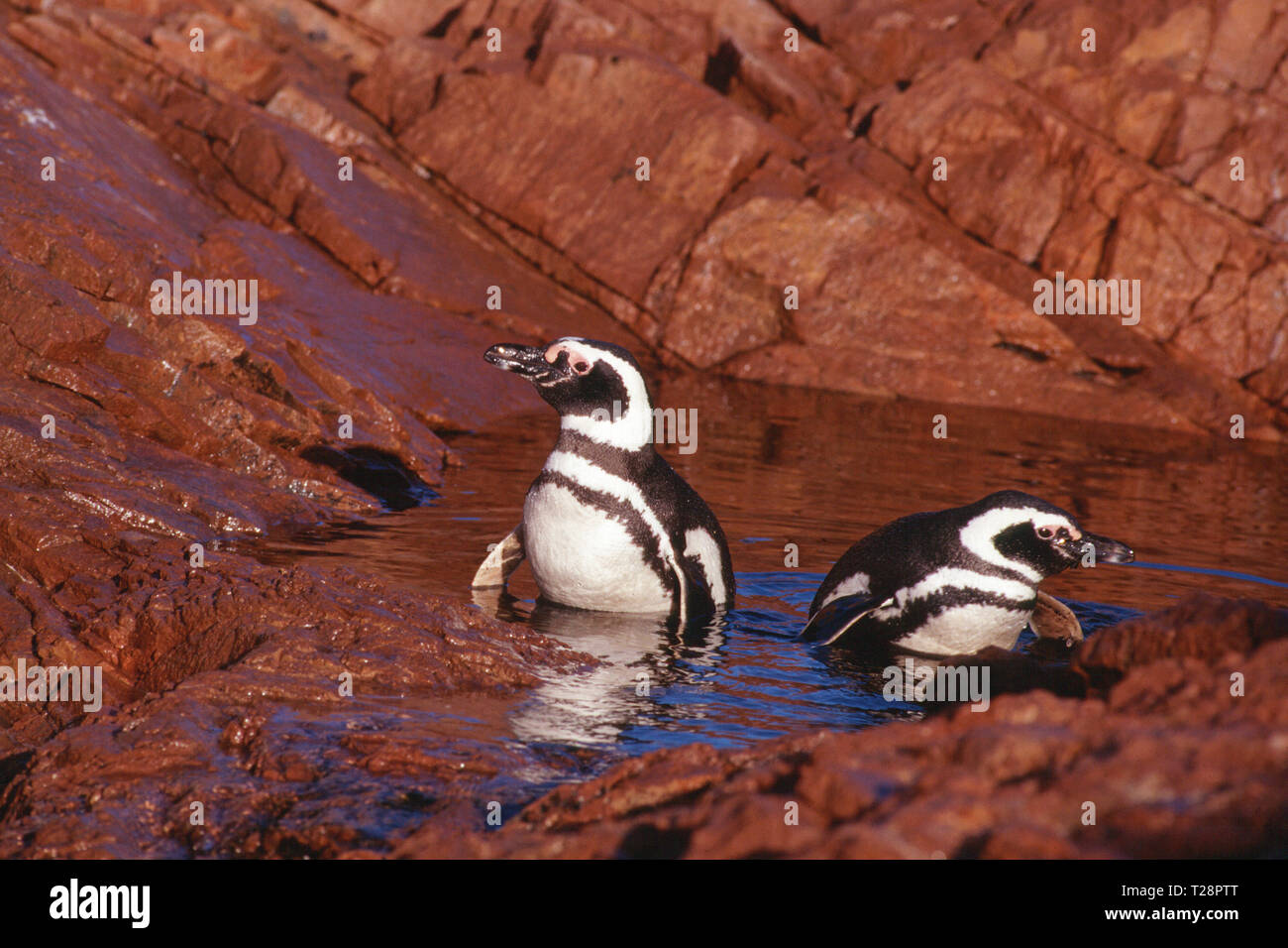 Magellanic penguins (Spheniscus magellanicus), pair in water, Puerto Deseado, Patagonia, Argentina Stock Photo