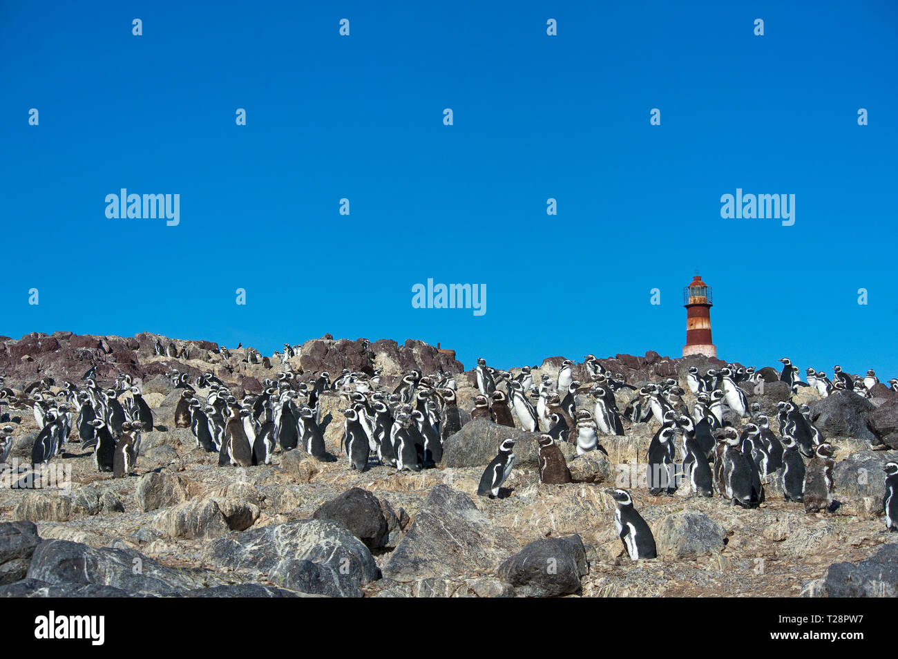 Magellanic penguins (Spheniscus magellanicus), colony at lighthouse, Puerto Deseado, Patagonia, Argentina Stock Photo