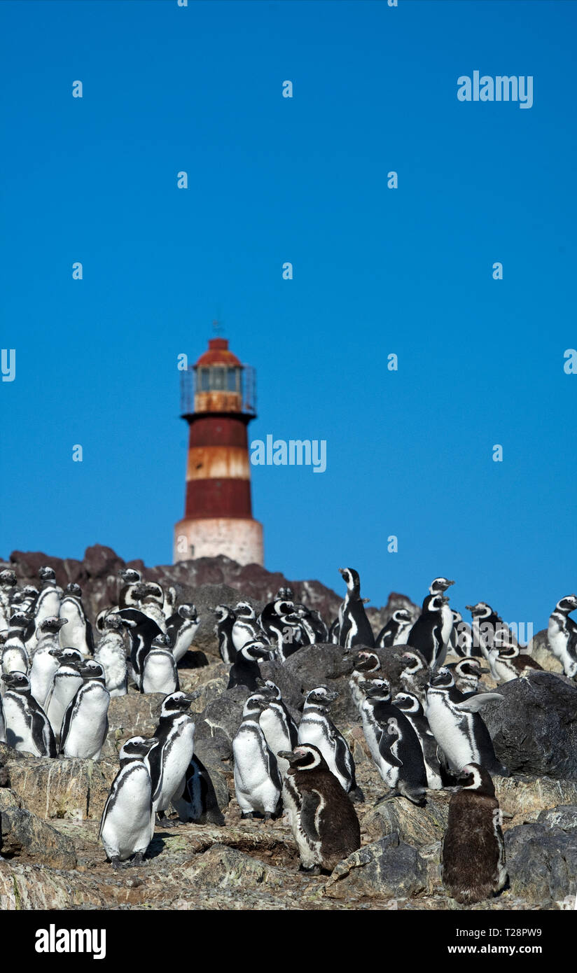 Magellanic penguins (Spheniscus magellanicus), colony at lighthouse, Puerto Deseado, Patagonia, Argentina Stock Photo