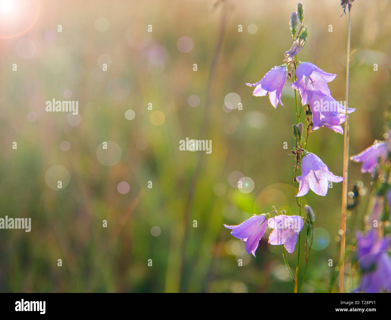 Bluebells in drops of dew while dawn. Flowers of campanula. Beautiful purple flowers of bluebells covered droplets of morning dew. Morning coolness. W Stock Photo