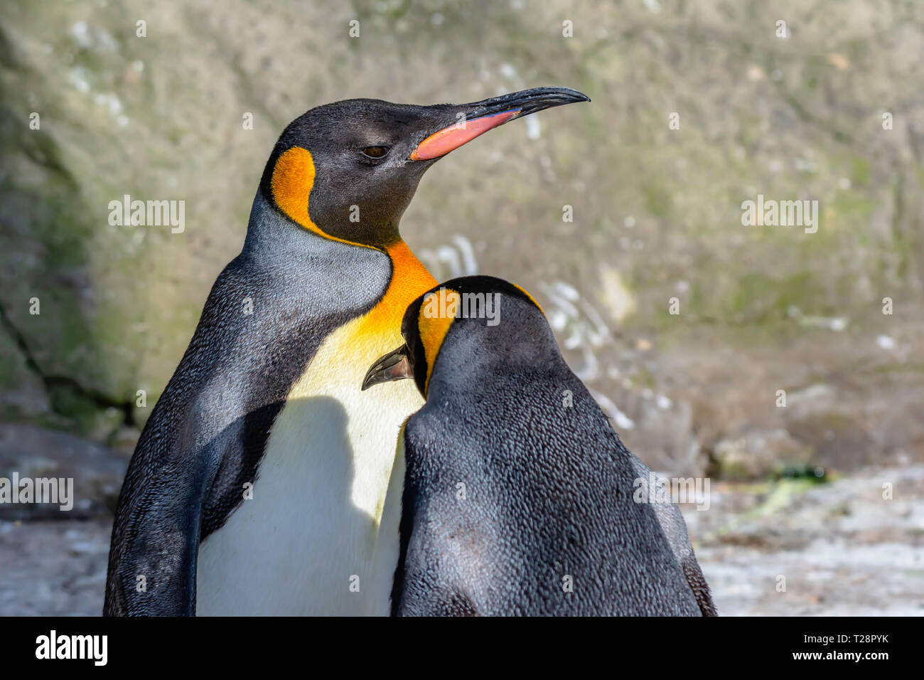 Pair of king penguins basking on afternoon sunlight.Blurred rock in background.Bright and vibrant wildlife image with copy space.Majestic, large birds. Stock Photo